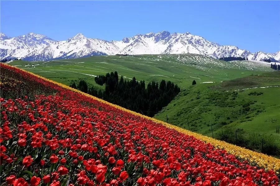 值得收藏，新疆最新赏花攻略来啦-爱新疆